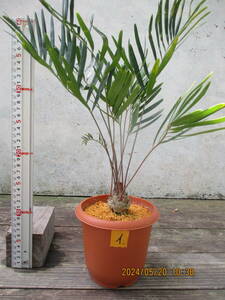 ザミア、メキシコソテツ（フロリダーナ）イ.　4.5号鉢　観葉植物