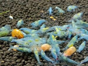  bell bed blue shrimp 10 pcs 