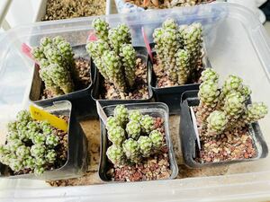 珍奇植物マミラリアテレサエmammillaria theresa大変珍しい群生の商品