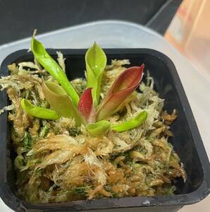 *H. pulchella Red Hairy (Churi)he Lien fola meal insect plant Heliamphora