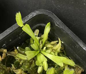 ◆D. muscipula　”alien” 　ハエトリソウ Dionaea　食虫植物