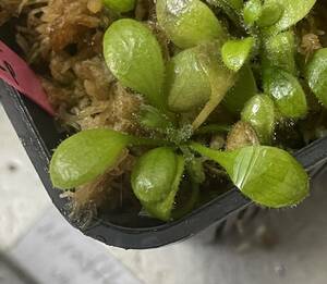 ◆'Hummers Giant' セファロタス 食虫植物　Cephalotus follicularis