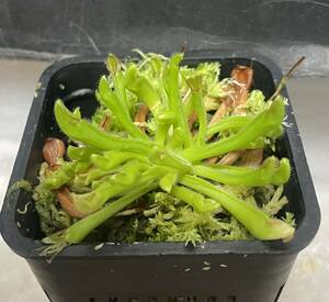 ◆H. heterodoxa 　ヘリアンフォラ 食虫植物Heliamphora