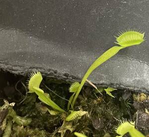 △D. muscipula　”spider”　ハエトリソウ　食虫植物　Dionaea