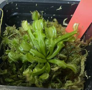 *D. muscipula ~Galaxy~ fly toli saw Dionaea meal insect plant 