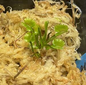 ◆D. muscipula　”'Versipellem” 　ハエトリソウ Dionaea　食虫植物