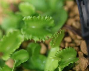 △D. muscipula　”Diabolic's horns” 　ハエトリソウ Dionaea　食虫植物