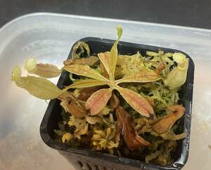 ◆N.　rafflesiana 'white' from Seed　　ウツボカズラ　Nepenthes属　食虫植物　 