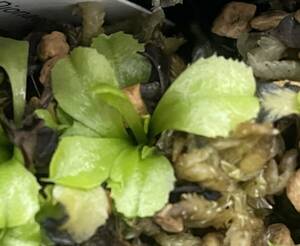 △D. muscipula　” rose”CK 　ハエトリソウ Dionaea 　食虫植物