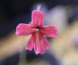 ◆P. laueana "crimson red" ムシトリスミレ 食虫植物　Pinguicula