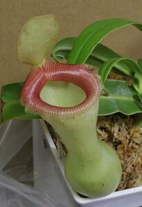 △N.ventricosa 在来系 　ウツボカズラ　ネペンテス属　食虫植物 Nepenthes