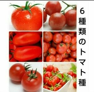 トマト　タネ　6種セット