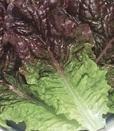 yakiniku lettuce * красный листься гибрида сельдерея и салата семена примерно 100 шарик * включение в покупку возможно 