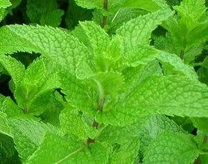 * peppermint * kind approximately 100 bead * including in a package possible *