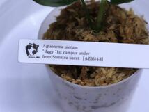 【AZ便ネームド】Aglaonema pictum ” Iggy ”1st campur under from Sumatra barat 【AZ0514-3】_画像6