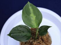 【AZ便ネームド】Aglaonema pictum ” Iggy ”1st campur under from Sumatra barat 【AZ0514-3】_画像4