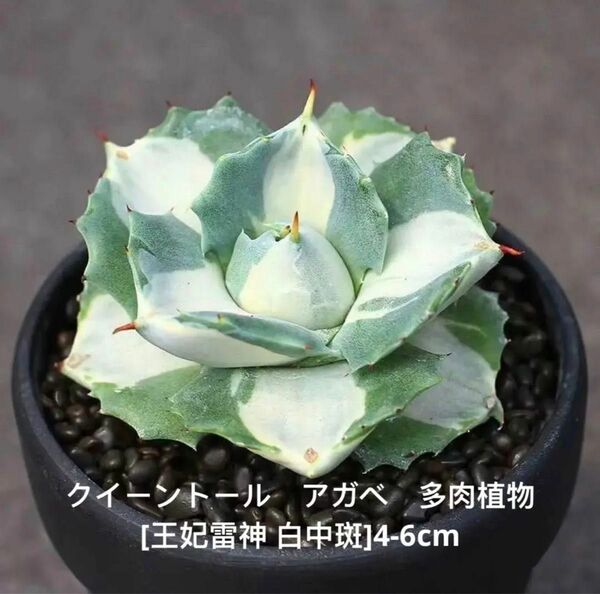 1 株入りクイーントール　アガベ　多肉植物[王妃雷神 白中斑]4-6cm