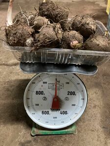 里芋　サトイモ　たわら（俵）芋　種芋　1キロ　1kg　1400円　送料無料　希少品種　4