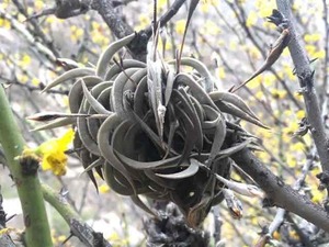 Tillandsia gilliesii Mendoza Argentina alt1,200m シードポット付 ティランジア　ギリエシー　ディアフォランテマ属　チランジア