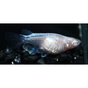 【矢掛本陣目高】 龍の瞳ダルマ 成魚 ☆現物出品☆ 1ペア 050702 めだか メダカの画像3