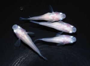 【矢掛本陣目高】 紅ほっぺ 成魚 ☆現物出品☆ ２ペア A042202 めだか メダカ