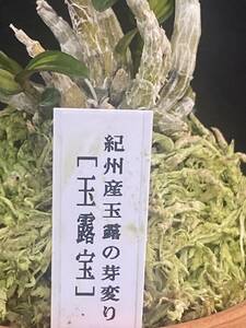 セッコク(長生蘭） 玉露宝