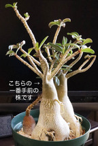 アデニウム オベスム 多肉植物 コーデックス_画像2