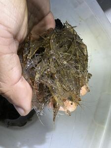 ♪淡水エビ♪ ☆スジエビ2.5〜3cm200匹セット☆ 釣り餌や観賞にも ★数の相談可能★