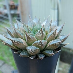 ハオルチア アーバンキャンドル（ハオルチア）　1　実生　多肉植物