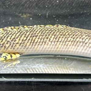 ポリプテルス オルナティピンニス 古代魚 熱帯魚の画像2