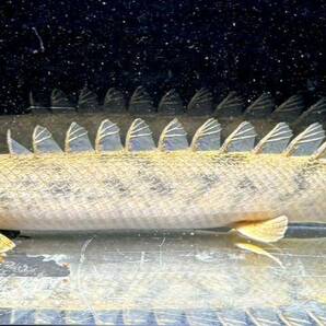 ポリプテルス アンソルギー ブリード個体 古代魚 熱帯魚 1円スタートの画像2