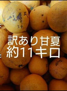 訳あり 甘夏 約11キロ　愛媛県産　あまなつ　アマナツ　約11kg　 10kg箱　10キロ箱