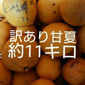 訳あり 甘夏 約11キロ 愛媛県産  あまなつ アマナツ  11kg (つぶれない程度に10kg 10キロ箱いっぱい )の画像1