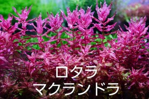[ red series ]4 kind water plants set underwater leaf ro cod b Lad red sp hrama Clan gong rudowijia super red 