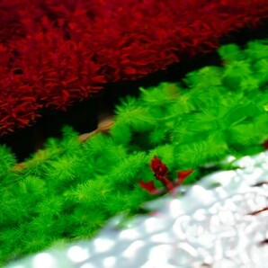 2種10本水草セット 水中葉 ロタラマクランドラ ルドウィジアスーパーレッド の画像3