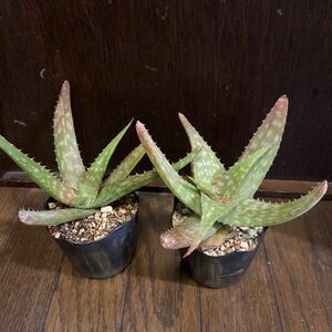  succulent plant aloe vera 2 pot set 