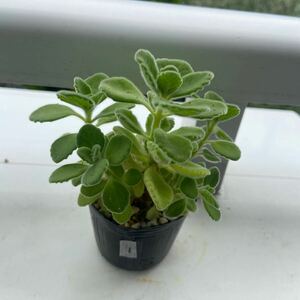  succulent plant aroma TIKKA s① herb pot .. send 