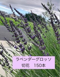 ラベンダー 切り花 30cm 150本 匿名配送