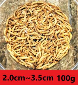 ★ミルワーム　１００ｇ★　送料無料！！2cm～3.5cmサイズ