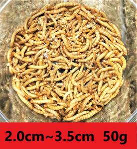 ★ミルワーム　５０ｇ★　送料無料！！2cm～3.5cmサイズ