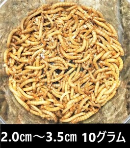 ★ミルワーム　１０ｇ★　送料無料！！2cm～3.5cmサイズ