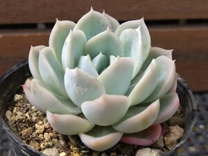 メキシカンスノーボール 多肉植物 エケベリア 抜き苗