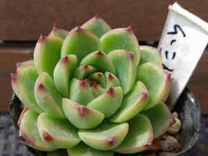 ムーンストーン 多肉植物 エケベリア 抜き苗