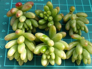 オーロラ6カット カット苗 多肉植物 