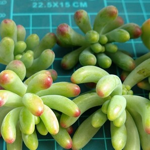 乙女心6カット カット苗 多肉植物 の画像3