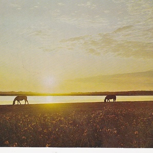 5639【送料込み】《絵はがき・絵葉書》昭和40年代「北海道 濤沸湖の夕景」の絵はがき1枚