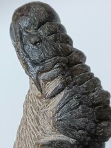 化石三葉虫モロッコ(Crotalocephalus Gibbus)CG-1_画像9