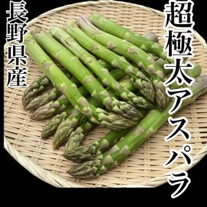 長野県産　超極太アスパラ　箱込み約600g 6本から10本入り　