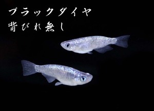 　めだか造り屋・ブラックダイヤ背びれ無し・稚魚10匹・Yー2