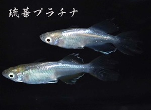 　めだか造り屋・琉華プラチナ・稚魚10匹・Eー5